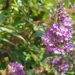 Titelbild: Sommerflieder mit lilafarbenen Blüten