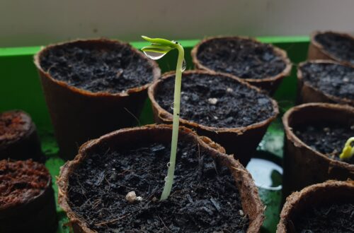 Eine Gurkenpflanze zwei Tage nach Beginn der Keimung