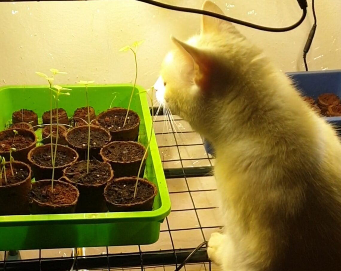 Weiße Katze lehnt sich über frisch gekeimtes Saatgut in der Anzuchtstation