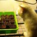 Weiße Katze lehnt sich über frisch gekeimtes Saatgut in der Anzuchtstation